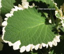 Plectranthus Forsteri